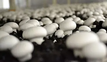 معافیت واحدهای کشت قارچ‌های خوراکی از پرداخت مالیات