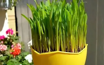 سبزه عید متفاوت با هسته خرما: نوآوری در سفره هفت سین ۱۴۰۳