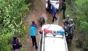 ویدیو/ لحظه وحشتناک حمله خرس به ماموران پلیس