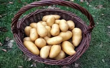 آشنایی با ارزش غذایی سیب‌زمینی