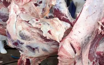 دام تب دار از چرخه مصرف خارج شد/مردم گوشت مصرفی خود را فقط از مراکز مجاز و تحت نظارت شبکه دامپزشکی تهیه کنند