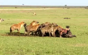 شیرها همیشه شیر نیستند، خصوصا در برابر کفتارها!