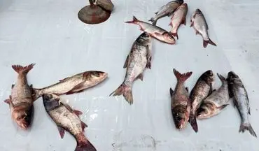 قیمت روز ماهی در بازار مشخص شد 