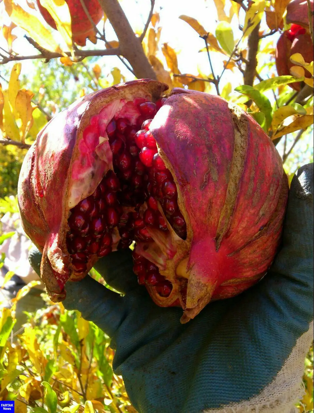 برداشت ۶ هزار تن انار از باغهای استان کرمانشاه