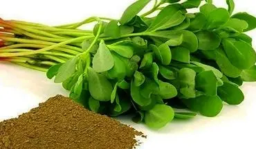 کشف گیاهی مؤثر در کاهش اختلالات رشد و اوتیسم در کودکان