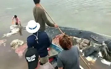 پلاستیک‌ها جان یک نهنگ را گرفتند + فیلم 