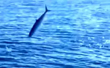 پرواز "ماهی تُن" به دنبال شکار ساردین!