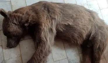 تصاویری از جسد خرس هدف قرار گرفته در تنگ گنجه‌ای