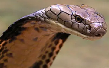 پیدا شدن یک مار در واگن مترو + فیلم