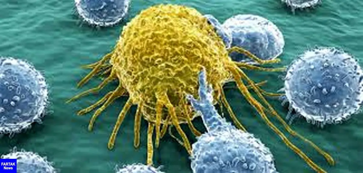  تاثیر زردچوبه در نابودی سلول‌های سرطانی