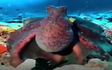 رنگ عوض کردن‌های دیدنی اختاپوس + فیلم