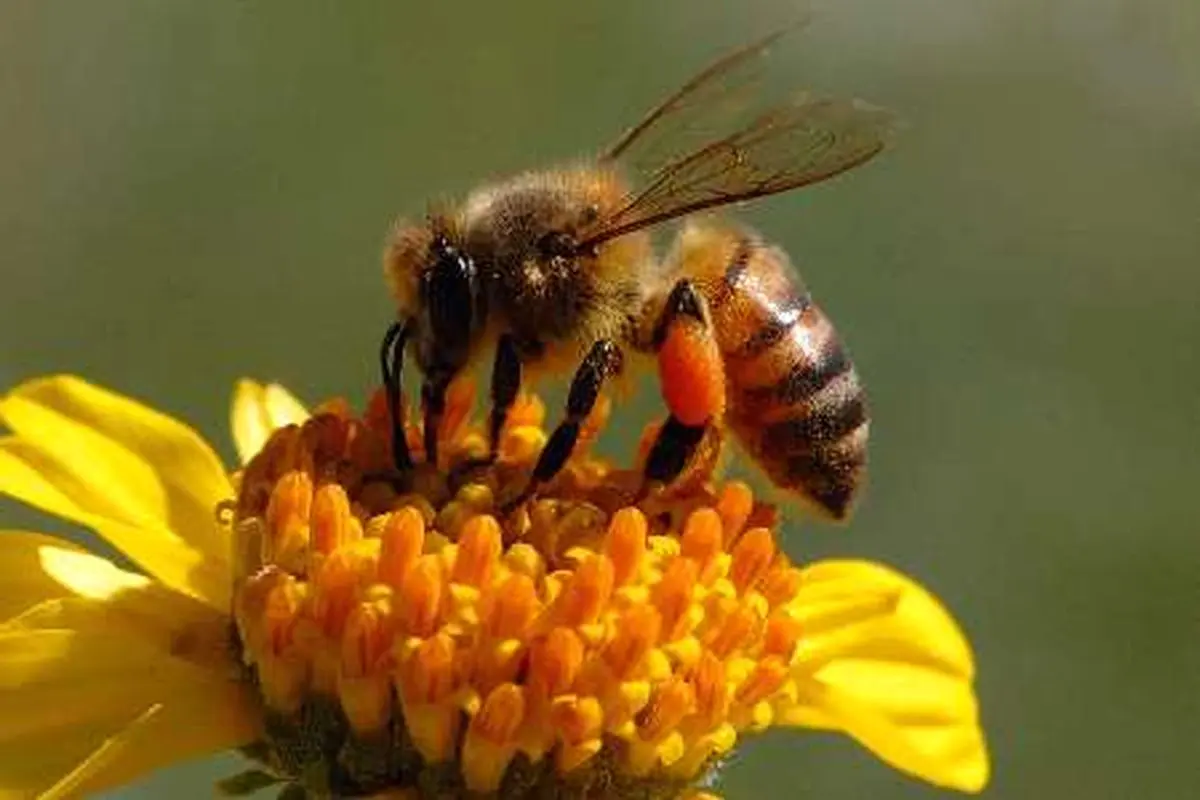 کمتراز 5درصد عسل کشور ارگانیک است
