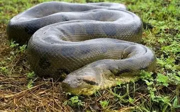 مار غول‌ پیکر در کوه‌های عربستان + ویدئو