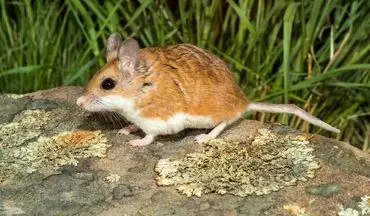 دانشمندان نگران شیوع آبله موش