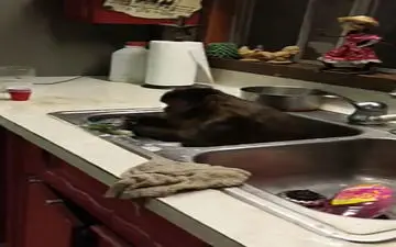 کارگری یک میمون در خانه + فیلم