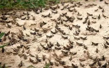  ماجرای خرید تضمینی «ملخ»/ سازمان حفظ نباتات: مخالفیم