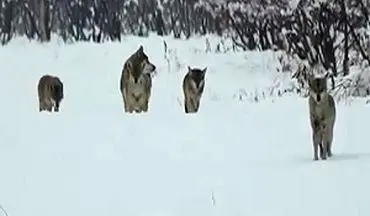 فیلمی دیدنی از حرکت دسته‌جمعی گرگ‌ها در خرمدره