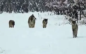 فیلمی دیدنی از حرکت دسته‌جمعی گرگ‌ها در خرمدره