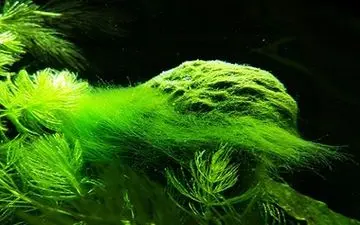 تولید داروی ضد سرطان پوست از جلبک‌های جزیره قشم