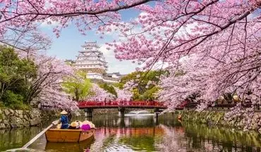 شکوفه‌های گیلاس ژاپن عجله کردند
