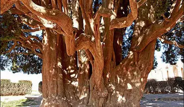 قدیمی‌ترین درخت جهان در کجاست؟ + تصاویر
