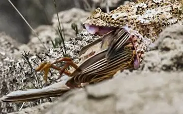 اولین فیلم از روش خاص مار تازه کشف شده در طبیعت ایران برای شکار 