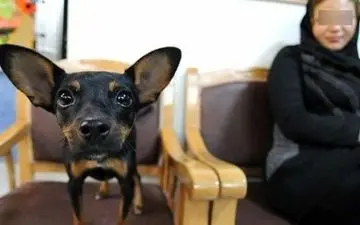 خرج عمل سگم از یک انسان بیشتر شد! +فیلم