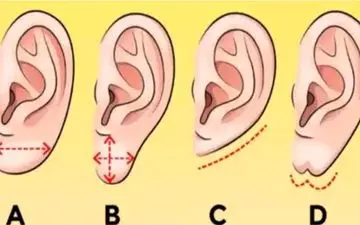 تست شخصیت شناسی | شناخت ویژگی‌های شخصیتی از طریق فرم لاله‌گوش