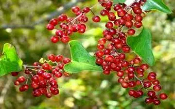 این گیاه خون شما را صاف و تمیز می کند 