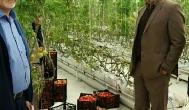 ‍ ‍ گلخانه کوثر کشاورزی استان را متحول می کند/ایجاد ۲۵۰ فرصت شغلی در اسلام آباد غرب