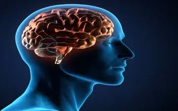 این دو عامل پیر کننده مغز انسا هستند

