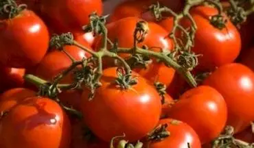 از کاهش قیمت گوجه سبز تا نرخ مصوب گوجه فرنگی 