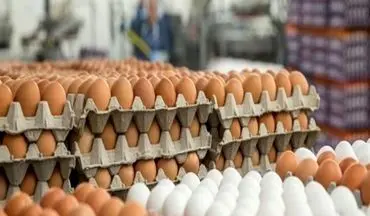 تداوم عرضه تخم‌مرغ کمتر از قیمت مصوب/ ۴۰ هزار تن تخم‌مرغ صادر شد