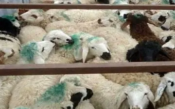 ‍ 50 راس دام قاچاق در کرمانشاه کشف شد 