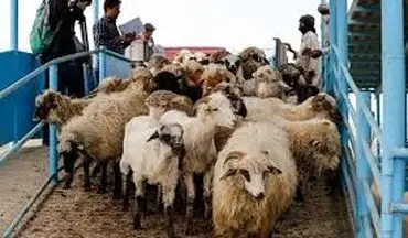 کشتار بی صدا بیخ گوش تمام دامداران