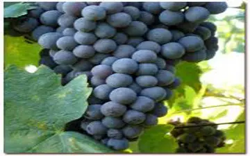 تعادل کلسترول خون با این میوه بهشتی