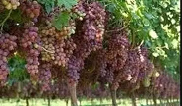 پیش‌بینی برداشت ۱۱۰ هزار تن انگور از باغات استان     
