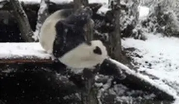 خوشحالی عجیب پانداها از بارش برف در چین