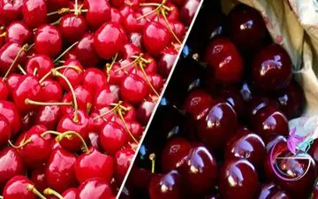 ۱۱ فایده آلبالو و گیلاس برای سلامتی