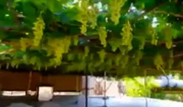  برداشت ۳ تن انگور از پشت بام یک خانه در ارومیه!