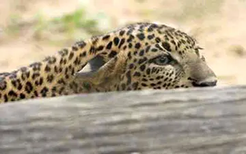 حمله پلنگ زخمی به پیرمردی که قصد نجاتش را داشت + فیلم 