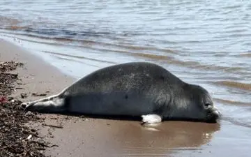 کشف لاشه ۲ قلاده فک خزری در سواحل مازندران