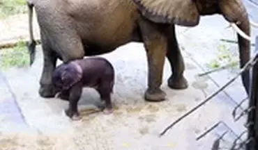  تولد یک بچه فیل حاصل از لقاح مصنوعی