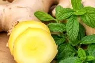 زنجبیل برای رفع حالت تهوع بهتر است یا نعناع؟