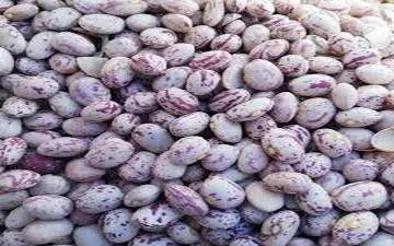  قیمت رسمی لوبیا چیتی اعلام شد (۲۹ شهریور ۱۴۰۴) 