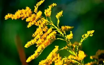 آشنایی با خواص عجیب گیاه "علف طلایی"