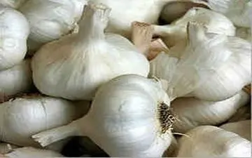 خواص شگفت انگیز سیر برای تقویت مو