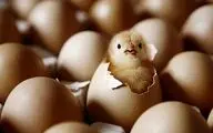 
تخم مرغ را از این قیمت بالاتر نخرید / یک عدد تخم مرغ چند؟
