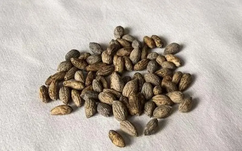 خواص شگفت‌انگیز هسته زیتون که نمی‌دانید