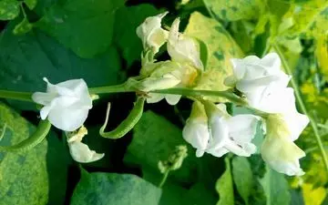 آلرژی غذایی و درمانی گیاهی